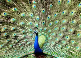 Nukuşun perdesi altında olan hakaik-i kudsiyesinden ve envâr-ı esrarından bahsederek