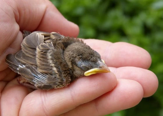 Müşfik (Şefkatli) bir Melikin Memleketi