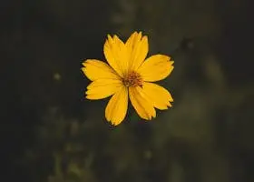 İnsanın vazife i asliyesi