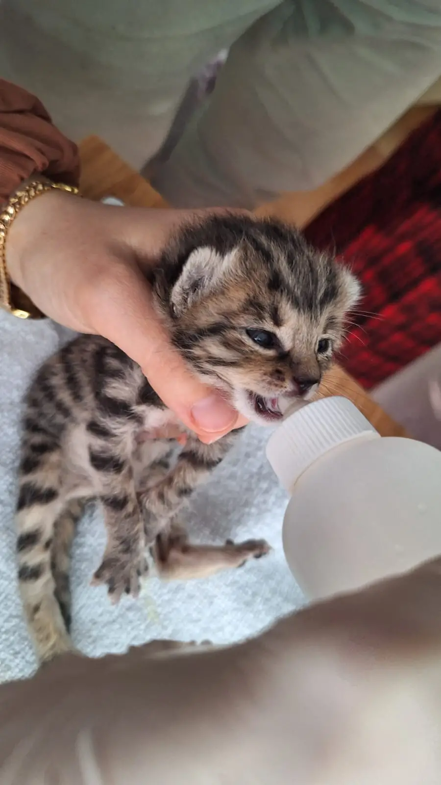 Yırtıcı Hayvan Kedi yavrusu tefekkür